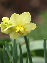 Yellow Cheerfulness Daffodil (Narcissus x poetaz 'Yellow Cheerfulness') at GardenWorks