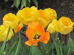 Daydream Tulip (Tulipa 'Daydream') at GardenWorks