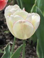 Shirley Tulip (Tulipa 'Shirley') at GardenWorks