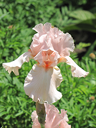 Pink Attraction Iris (Iris 'Pink Attraction') at GardenWorks