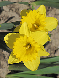Dutch Master Daffodil (Narcissus 'Dutch Master') at GardenWorks