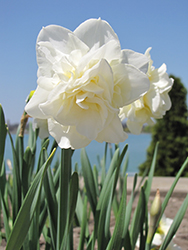 White Lion Daffodil (Narcissus 'White Lion') at GardenWorks