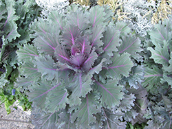 Nagoya Purple Kale (Brassica oleracea var. acephala 'Nagoya Purple') at GardenWorks