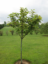 Nizetii Sycamore Maple (Acer pseudoplatanus 'Nizetii') at GardenWorks