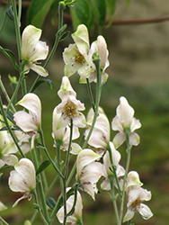 Common White Monkshood (Aconitum napellus 'Album') at GardenWorks