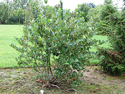 Viking Chokeberry (Aronia x prunifolia 'Viking') at GardenWorks