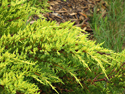 Daub's Frosted Juniper (Juniperus x media 'Daub's Frosted') at GardenWorks