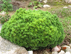 Mops Mugo Pine (Pinus mugo 'Mops') at GardenWorks