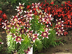 Cappuccino Lily (Lilium 'Cappuccino') at GardenWorks