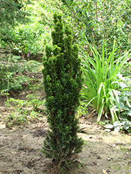 Golden Irish Yew (Taxus baccata 'Fastigiata Aurea') at GardenWorks
