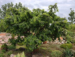 Twisted Baby Black Locust (Robinia pseudoacacia 'Lace Lady') at GardenWorks