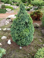 Sander's Blue Dwarf Spruce (Picea glauca 'Sander's Blue') at GardenWorks