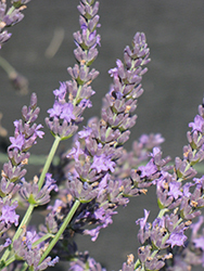 Grosso Lavender (Lavandula x intermedia 'Grosso') at GardenWorks