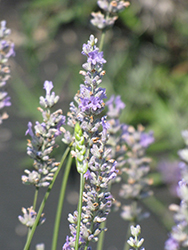 Provence Lavender (Lavandula x intermedia 'Provence') at GardenWorks