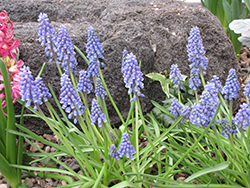 Blue Spike Grape Hyacinth (Muscari armeniacum 'Blue Spike') at GardenWorks