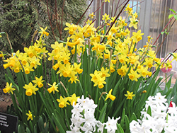 Tete a Tete Daffodil (Narcissus 'Tete a Tete') at GardenWorks