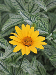 Loraine Sunshine False Sunflower (Heliopsis helianthoides 'Loraine Sunshine') at GardenWorks