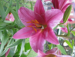 Pink Perfection Trumpet Lily (Lilium 'Pink Perfection') at GardenWorks