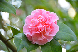 Debutante Camellia (Camellia 'Debutante') at GardenWorks