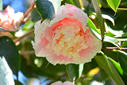 Elegans Splendor Camellia (Camellia japonica 'Elegans Splendor') at GardenWorks