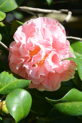 Carter's Sunburst Camellia (Camellia japonica 'Carter's Sunburst') at GardenWorks