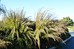 Cape Restio (Rhodocoma capensis) at GardenWorks