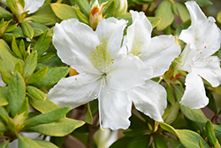 Bloom-A-Thon White Azalea (Rhododendron 'RLH1-3P3') at GardenWorks