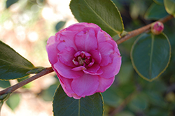Chansonette Camellia (Camellia sasanqua 'Chansonette') at GardenWorks