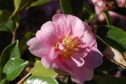 Showa-No-Sakae Camellia (Camellia sasanqua 'Showa-No-Sakae') at GardenWorks