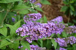 Lo & Behold Blue Chip Butterfly Bush (Buddleia 'Blue Chip') at GardenWorks