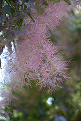 Royal Purple Smokebush (Cotinus coggygria 'Royal Purple') at GardenWorks