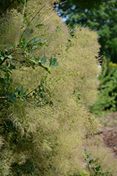 Young Lady Smokebush (Cotinus coggygria 'Young Lady') at GardenWorks