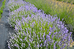 Blue Cushion Lavender (Lavandula angustifolia 'Blue Cushion') at GardenWorks