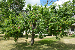 Bing Cherry (Prunus avium 'Bing') at GardenWorks