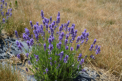 Hidcote Superior Lavender (Lavandula angustifolia 'Hidcote Superior') at GardenWorks