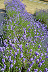 Hidcote Blue Lavender (Lavandula angustifolia 'Hidcote Blue') at GardenWorks
