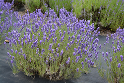 Hidcote Lavender (Lavandula angustifolia 'Hidcote') at GardenWorks