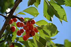 Rainier Cherry (Prunus avium 'Rainier') at GardenWorks