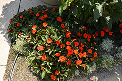 SunPatiens Compact Orange New Guinea Impatiens (Impatiens 'SakimP011') at GardenWorks