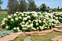 Incrediball Hydrangea (Hydrangea arborescens 'Abetwo') at GardenWorks