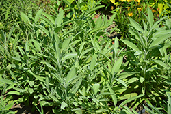 Common Sage (Salvia officinalis) at GardenWorks
