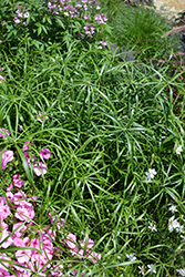 Umbrella Plant (Cyperus alternifolius) at GardenWorks