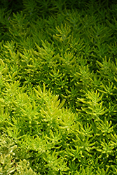Lemon Coral Stonecrop (Sedum rupestre 'Lemon Coral') at GardenWorks