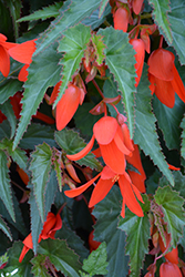 Santa Cruz Sunset Begonia (Begonia boliviensis 'Santa Cruz Sunset') at GardenWorks