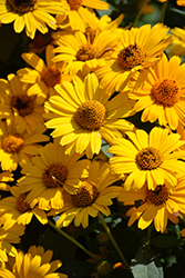 Tuscan Sun False Sunflower (Heliopsis helianthoides 'Tuscan Sun') at GardenWorks