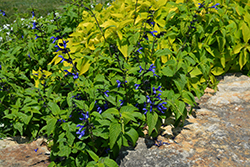 Black And Blue Anise Sage (Salvia guaranitica 'Black And Blue') at GardenWorks