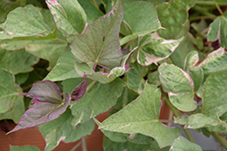 Tricolor Sweet Potato Vine (Ipomoea batatas 'Tricolor') at GardenWorks