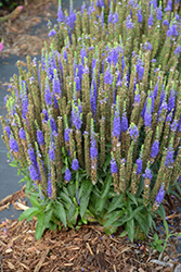 Royal Candles Speedwell (Veronica spicata 'Royal Candles') at GardenWorks