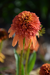 Cone-fections Marmalade Coneflower (Echinacea 'Marmalade') at GardenWorks