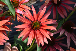 Hot Summer Coneflower (Echinacea 'Hot Summer') at GardenWorks